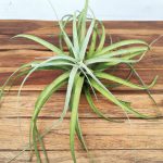 Tillandsia 'Pohliana'