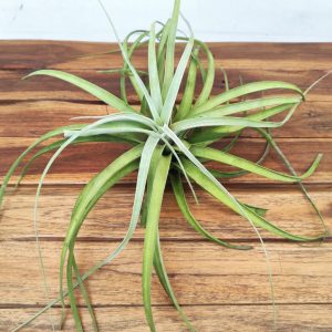 Tillandsia 'Pohliana'