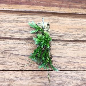 Tillandsia Tricholepis