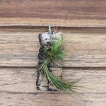 Tillandsia Funckiana