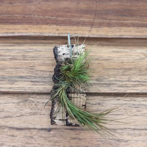 Tillandsia Funckiana