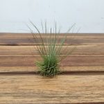 Tillandsia Fuchsii F. Gracilis