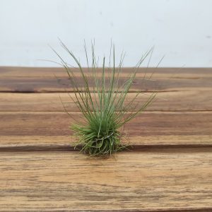 Tillandsia Fuchsii F. Gracilis