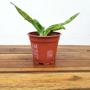 Paphiopedilum Sem Flor - V.12