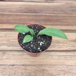 Anthurium Wendlingeri