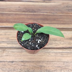 Anthurium Wendlingeri