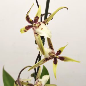 Brassia Summer Dream