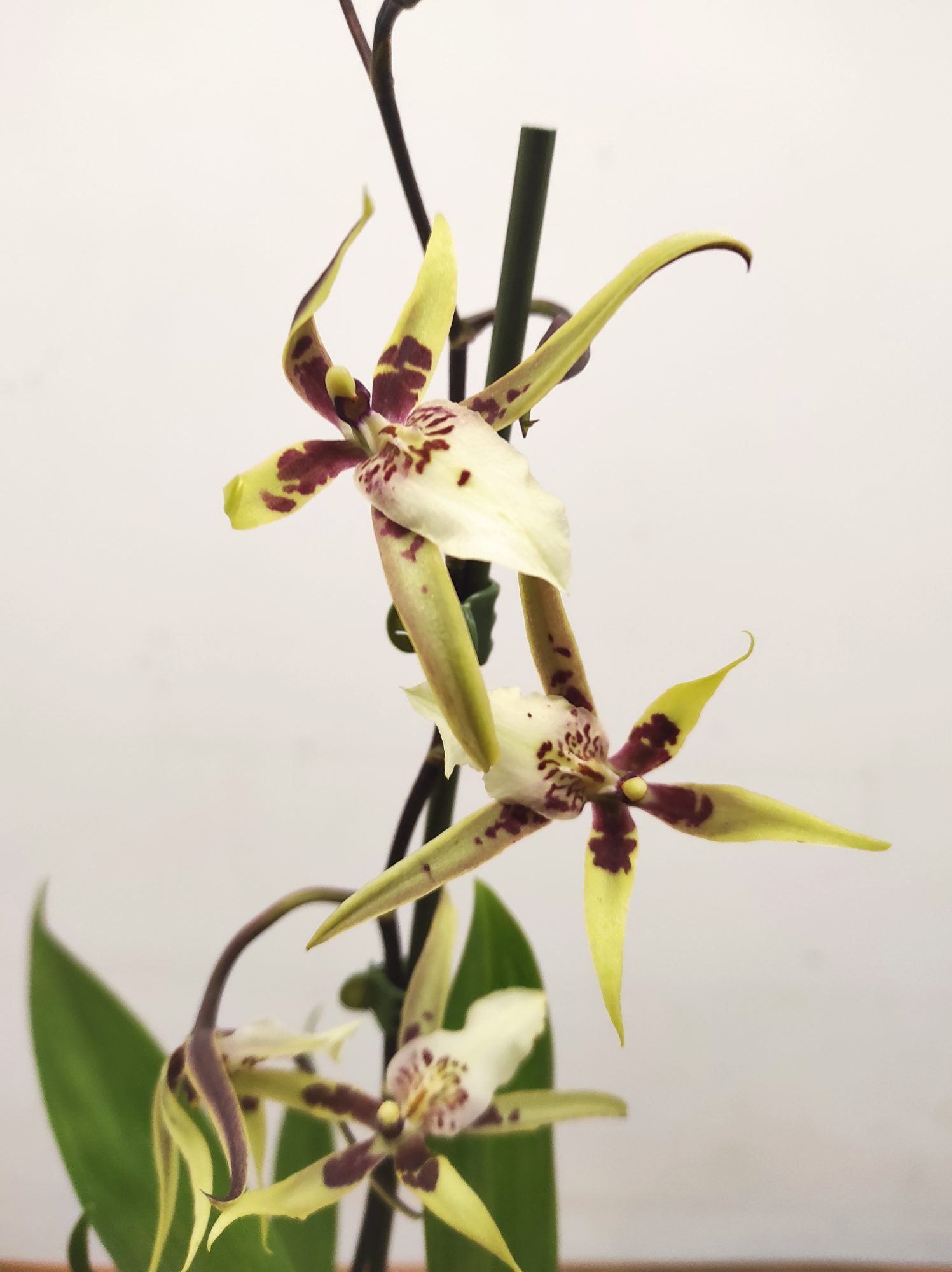 Brassia Summer Dream