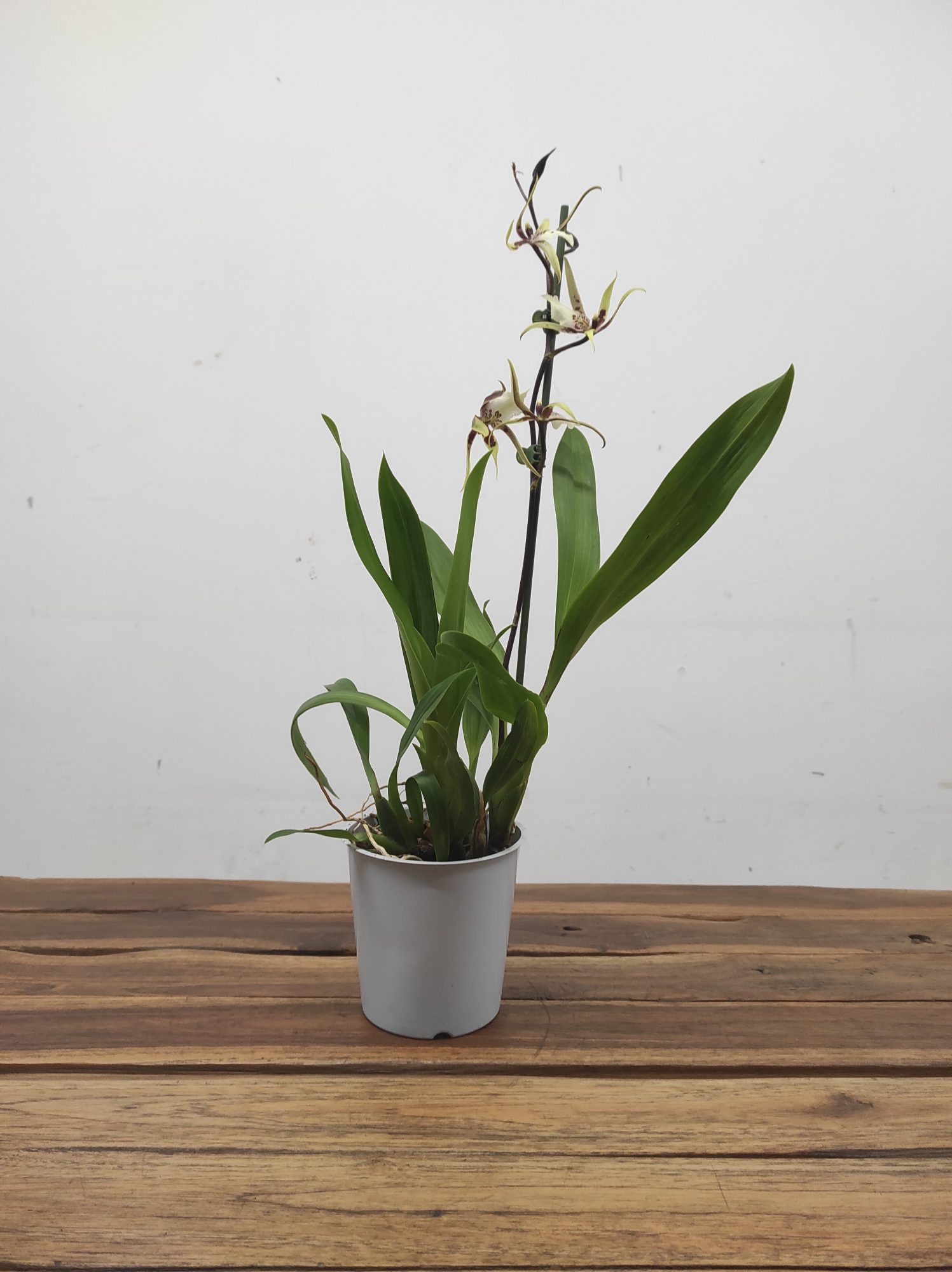 Brassia Summer Dream - Image 2