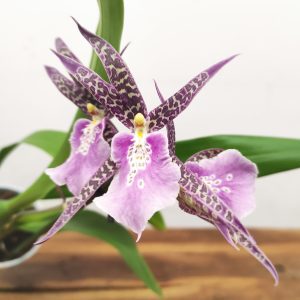 Brassia Summer Dream