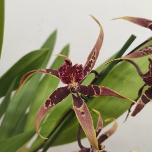 Brassia Summer Dream