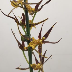 Brassia Summer Dream