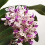 Rhynchostylis Gig. 'Aromatiq Evoke' - 2 Hastes