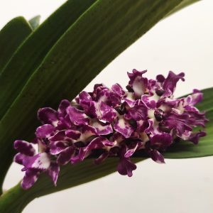 Rhynchostylis Gig. 'Aromatiq Evoke' - 1 Haste
