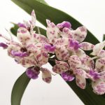 Rhynchostylis Gig. 'Aromatiq Evoke' - 1 Haste