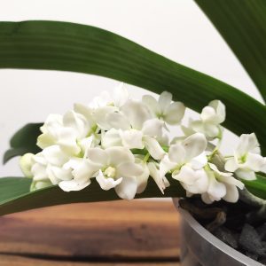 Rhynchostylis Gig. 'Aromatiq Evoke' - 1 Haste