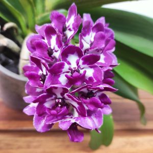 Rhynchostylis Gig. 'Aromatiq Evoke' - 1 Haste