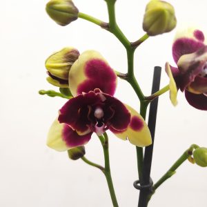 Phalaenopsis V.12
