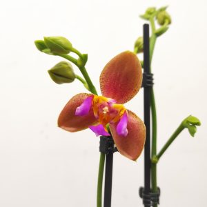Phalaenopsis V.12