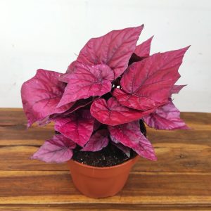 Begonia Beleaf 'Inca Flame'