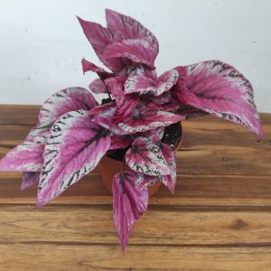 Begonia Beleaf 'Maui Sunset'