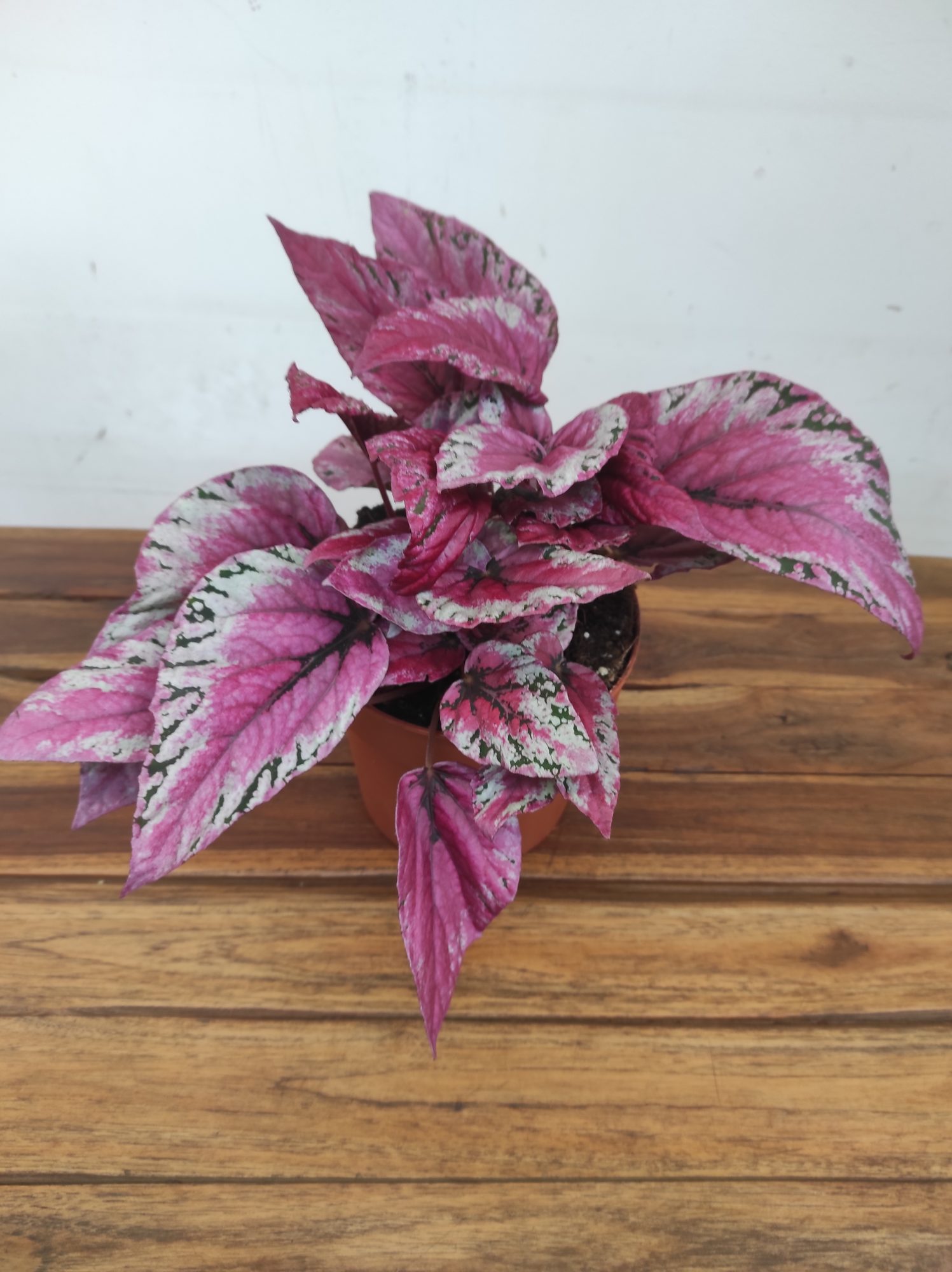 Begonia Beleaf 'Maui Sunset'