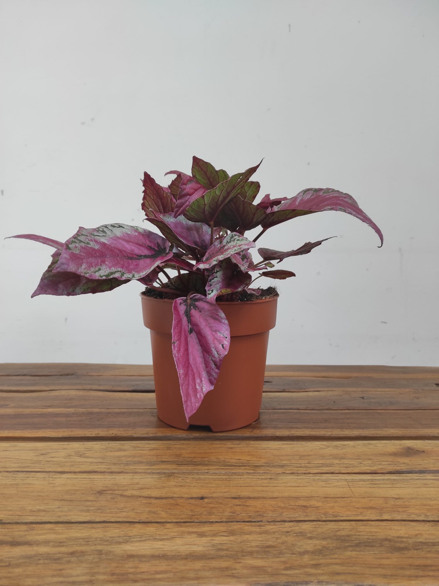 Begonia Beleaf 'Maui Sunset' - Image 2