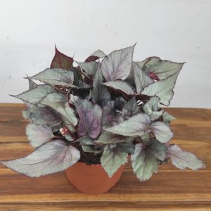 Begonia Beleaf 'Maori Haze'