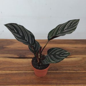 Calathea Ornata