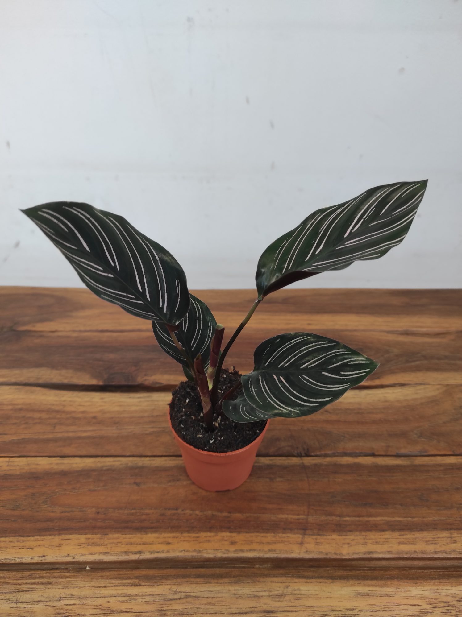 Calathea Ornata
