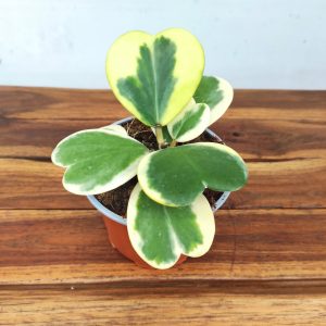 Hoya Kerri Variegata