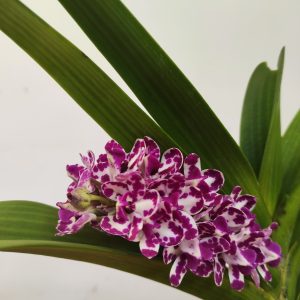 Rhynchostylis Gig. 'Aromatiq Evoke' - 1 Haste