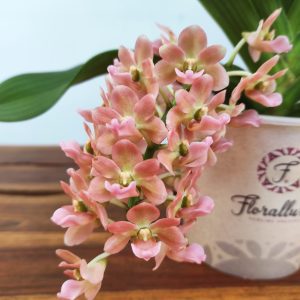 Rhynchostylis Gig. 'Aromatiq Evoke' - 1 Haste