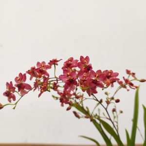 Oncidium Twinkle 'Fantasy'