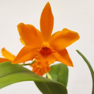 Cattleya V.12
