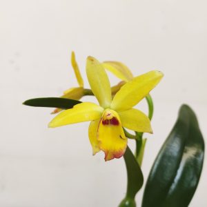 Cattleya V.12