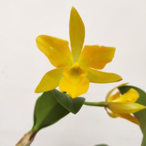 Cattleya V.12