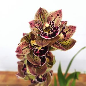 Cymbidium Magic Vogel - V.12