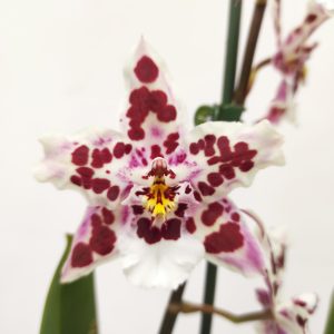 Cambria 2 Hastes - V.12