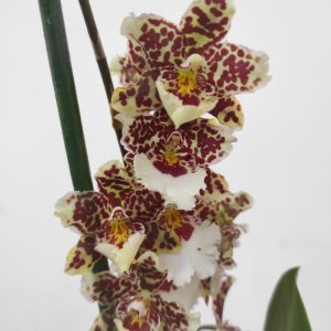 Cambria 2 Hastes - V.12