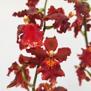 Cambria 2 Hastes - V.12