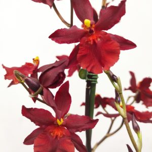 Cambria 2 Hastes - V.12