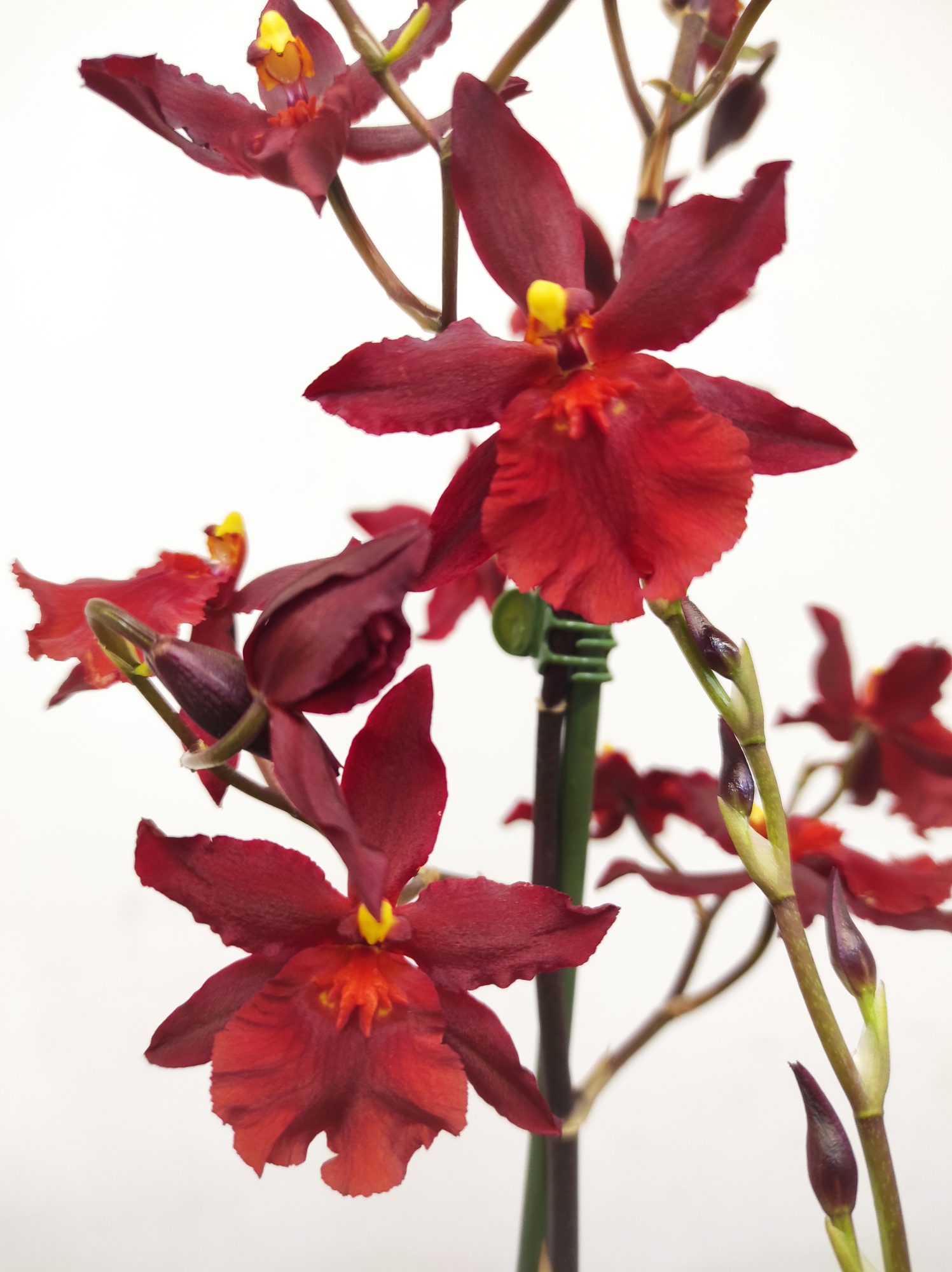 Cambria 2 Hastes - V.12