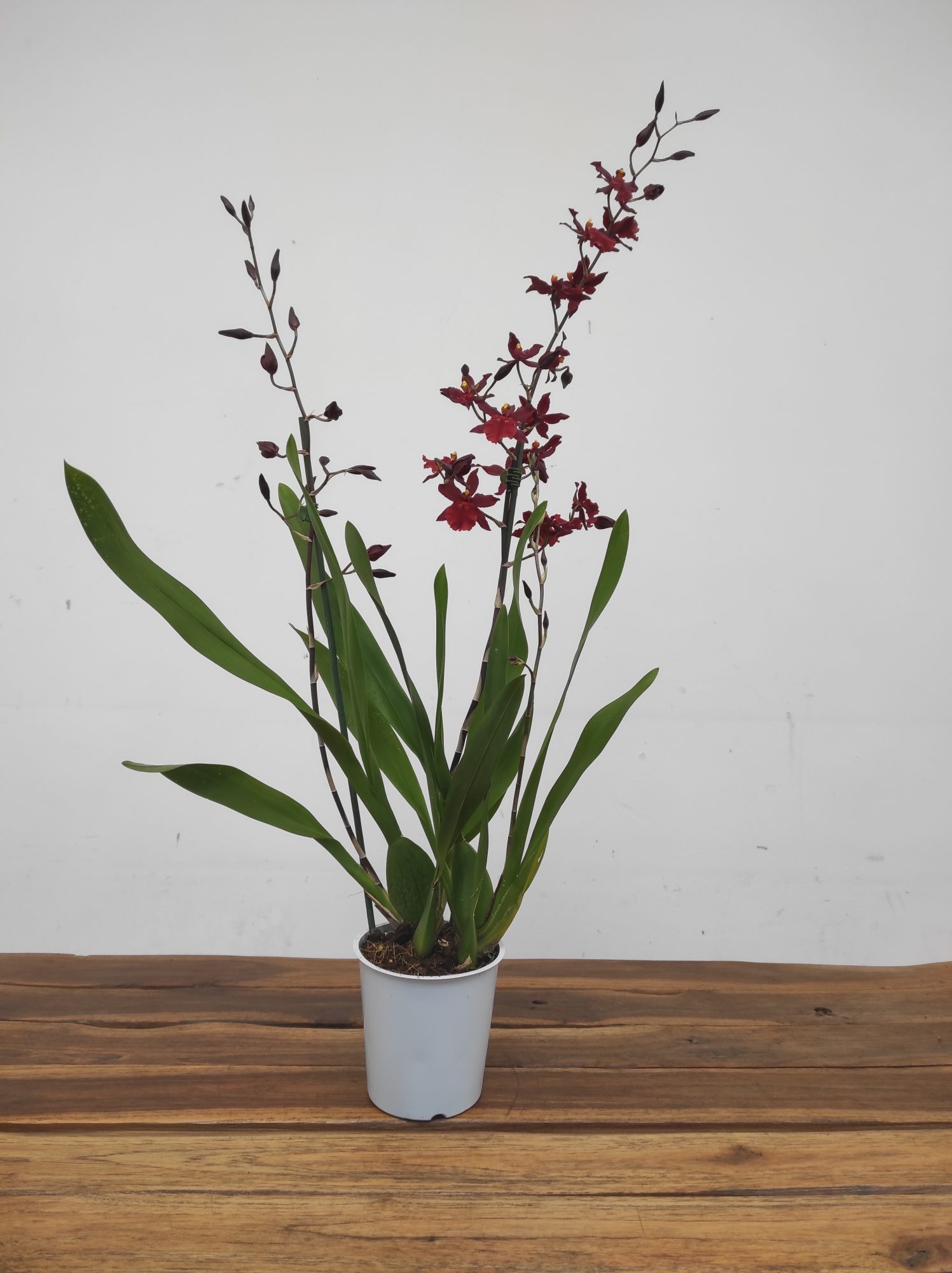 Cambria 2 Hastes - V.12 - Image 2