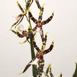 Cambria 'Exclusiva' - V.12