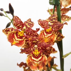 Cambria 'Exclusiva' - V.12