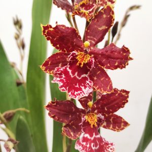 Cambria 'Exclusiva' - V.12