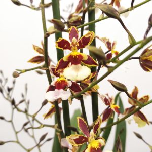 Cambria 'Exclusiva' - V.12