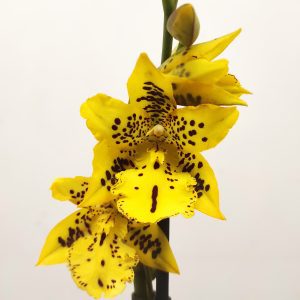 Oncidium 'Tiger Barb'