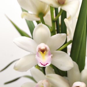 Cymbidium 6 Hastes - V.14